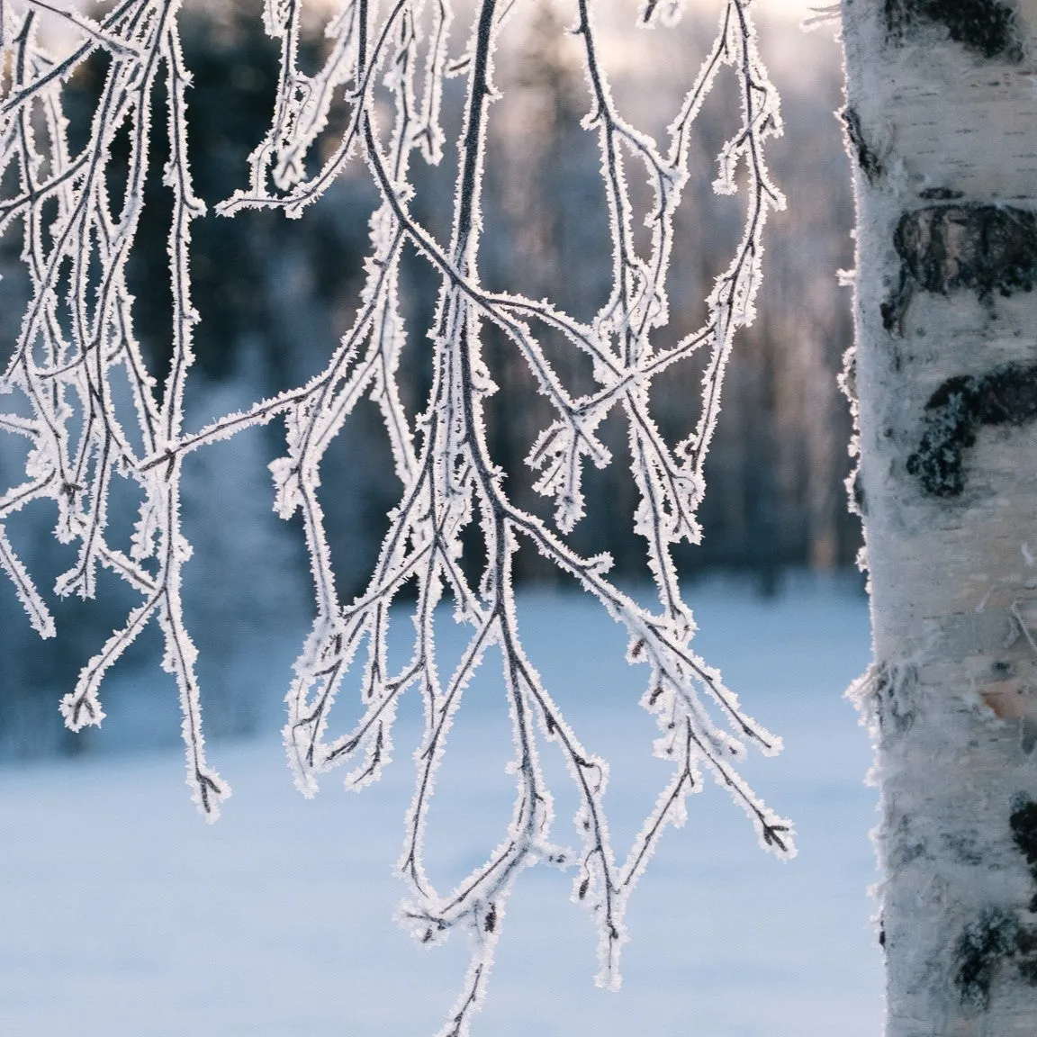 Ice Driving Experience Sweden from 02/01/2024 until 02/04/2024